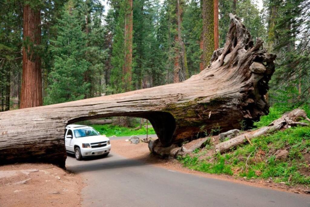 Sequoia Cabin By The River スリー・リバーズ エクステリア 写真