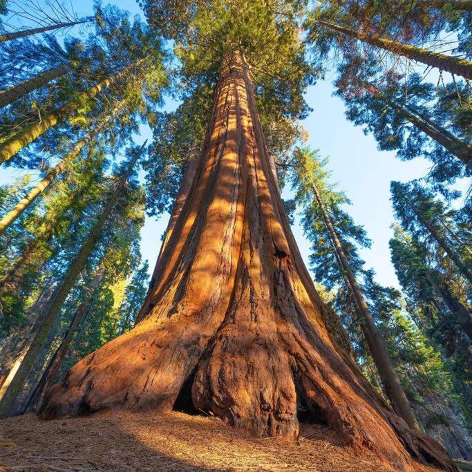 Sequoia Cabin By The River スリー・リバーズ エクステリア 写真